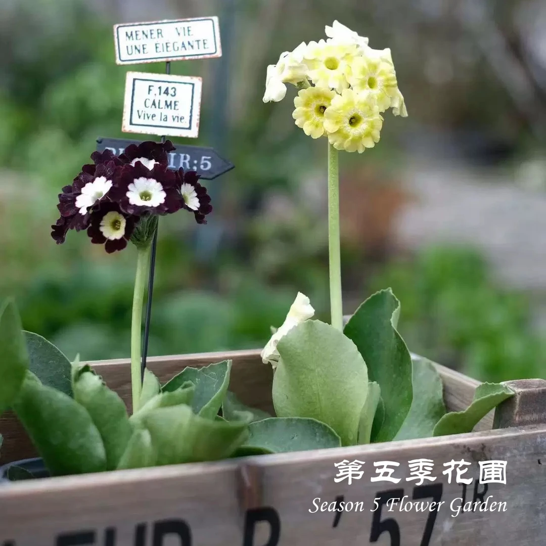 第五季花圃 耳叶报春 多年生耐寒耐阴植物 庭院阳台室内盆栽花苗
