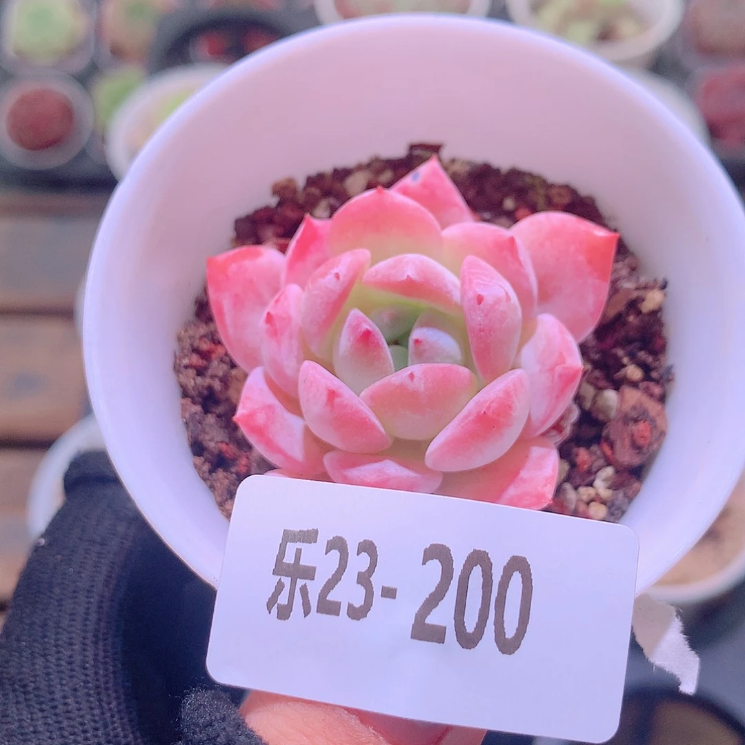乐然23-200 红胖子