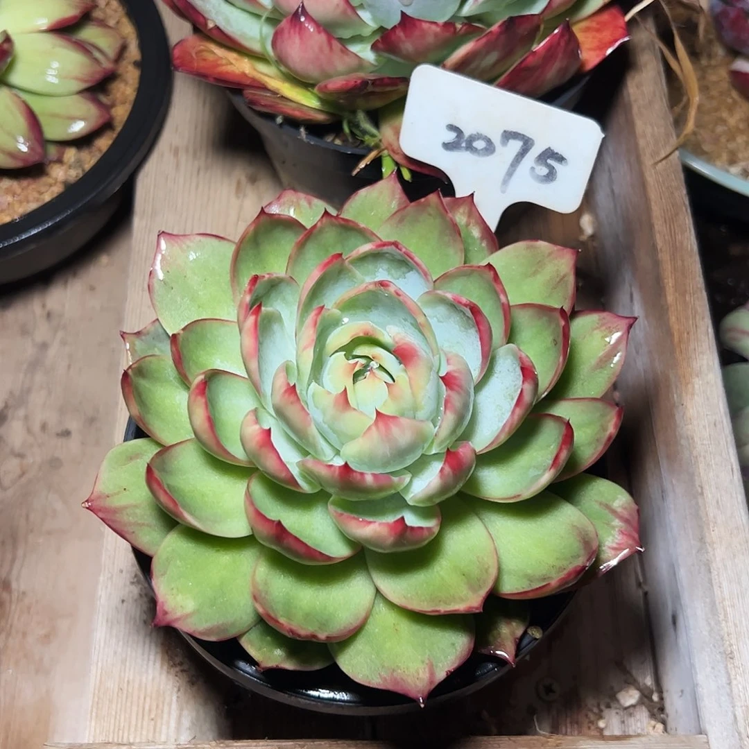 惊鸿仙子一物一拍2075号