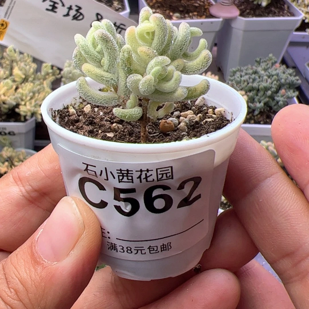 折后-多肉植物枝干超白