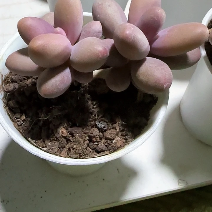 青蛙王子儿童牙膏111