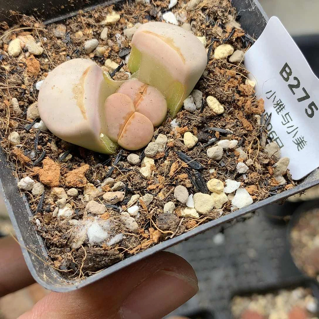 B275多肉植物保护