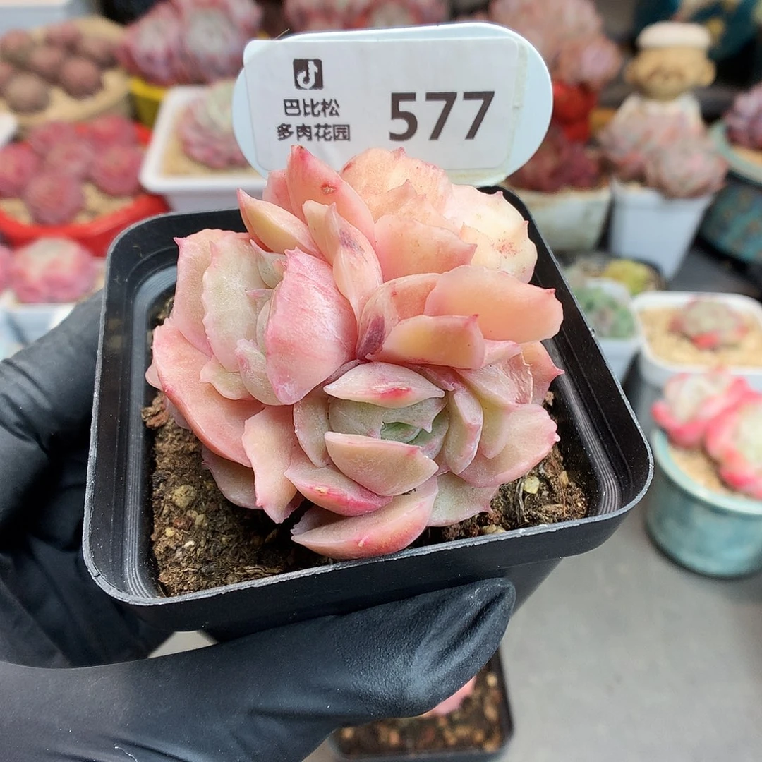 篮*577 昂斯诺石化多肉