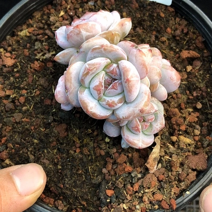 星影石榴籽福利出咯 259