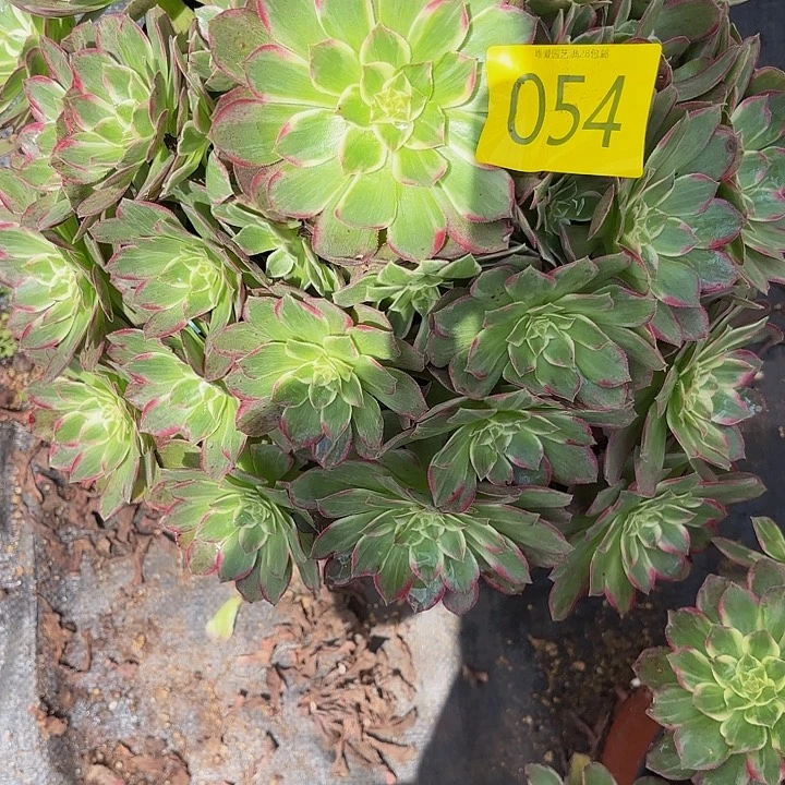 多肉植物福利来054个