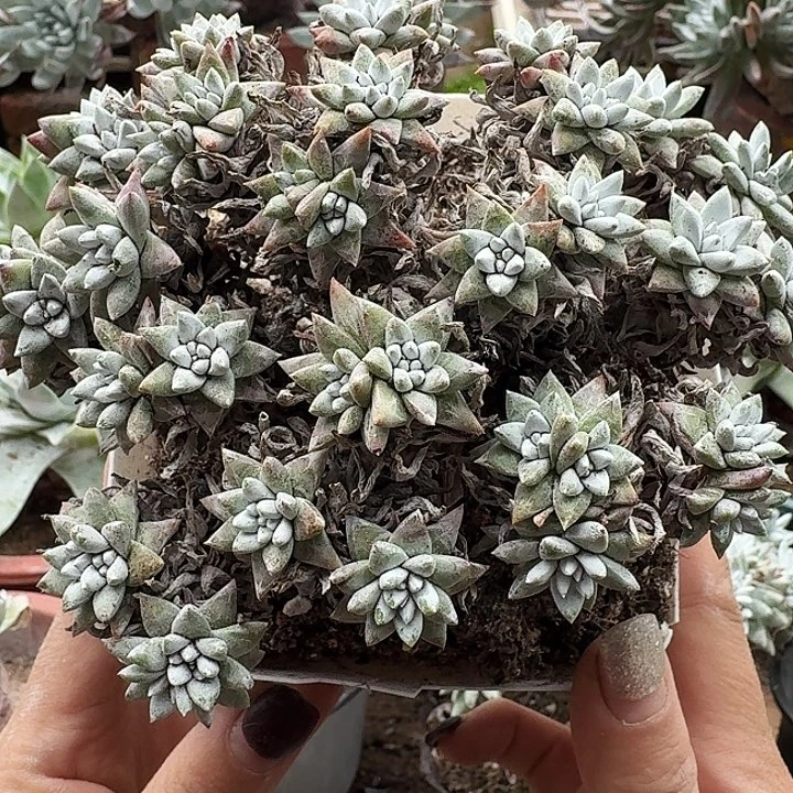 瑕白菊一物一拍042