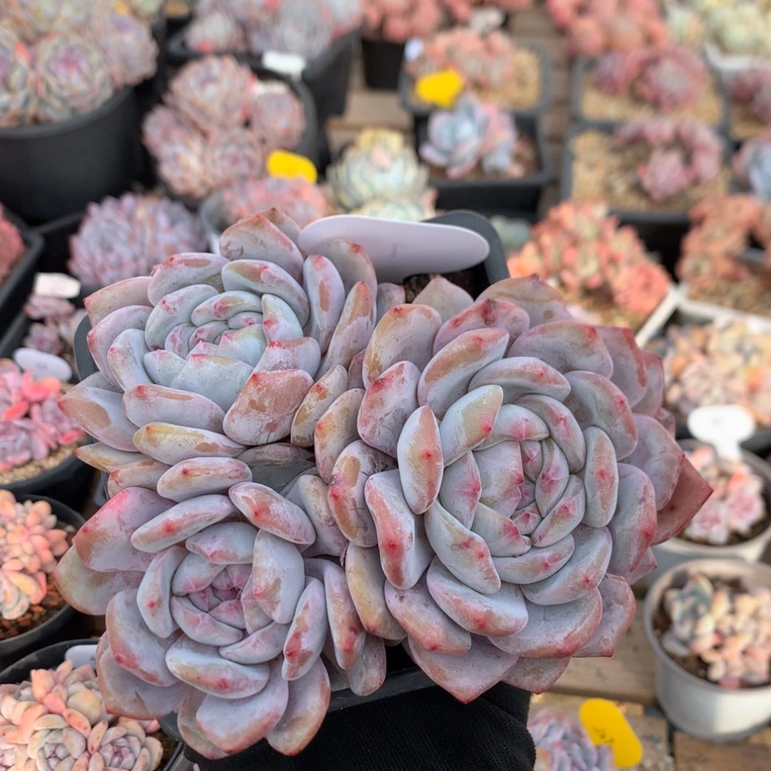 15厘米三头有砍长腿石榴籽 7