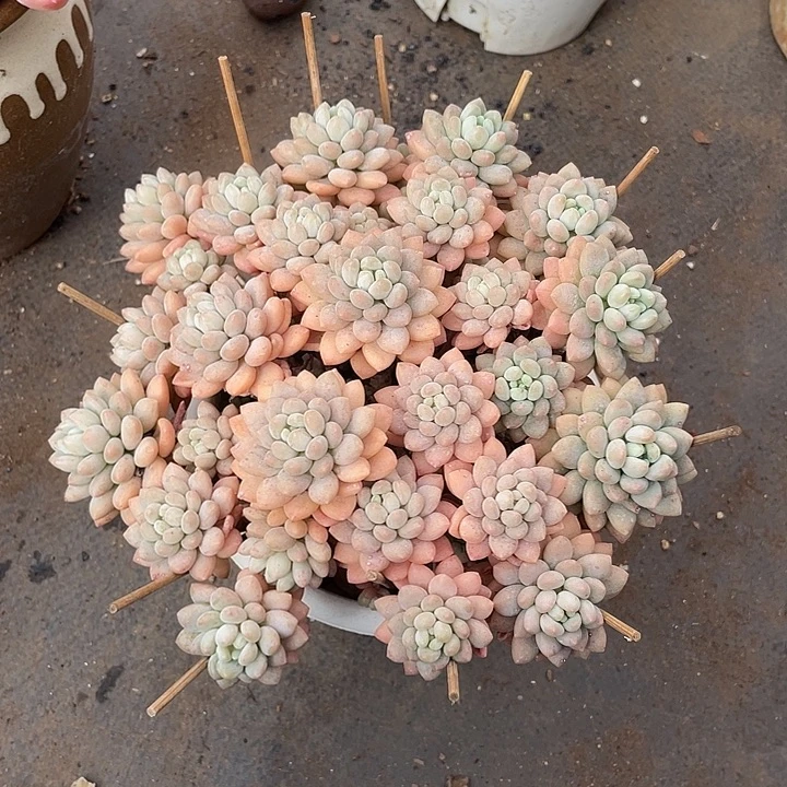 老桩鱼子酱19脱土发