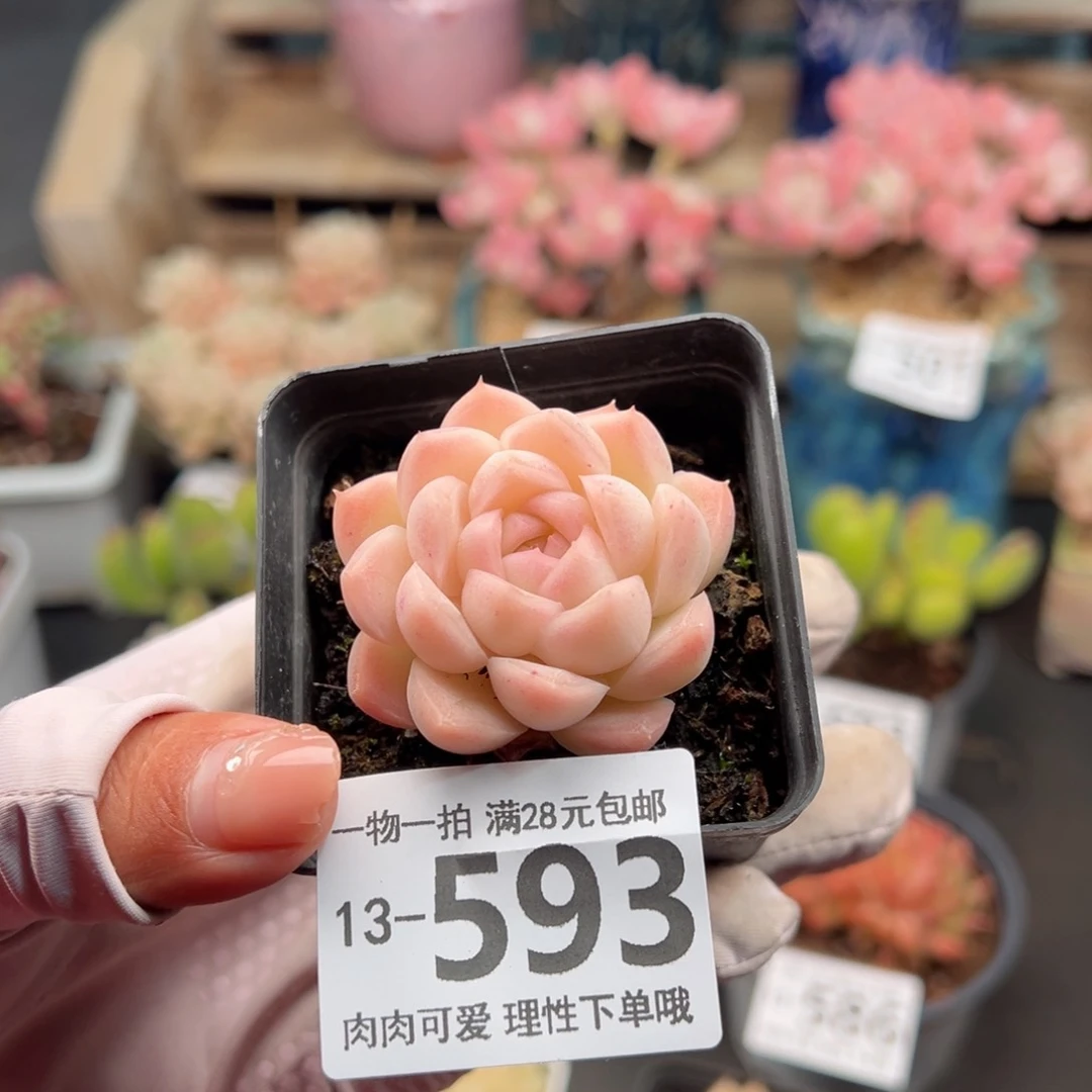 麦秆，多肉多肉多肉多肉