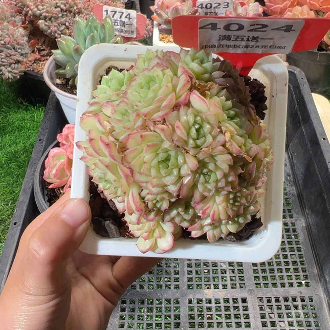 表妹精品多肉4024.