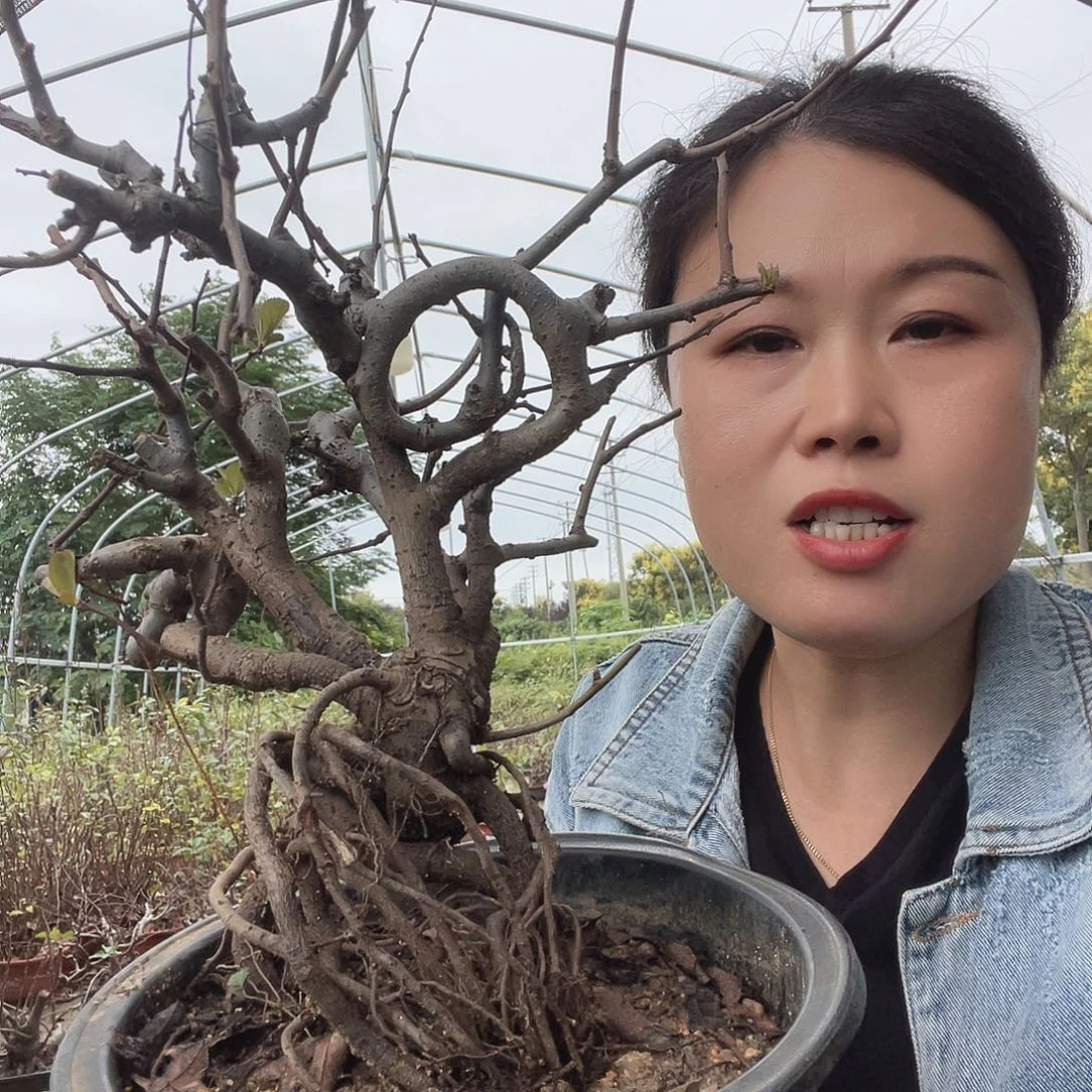 无花朵原生海棠花盛开