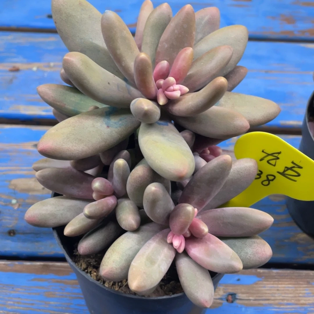 九**五糖果美人群生一个38