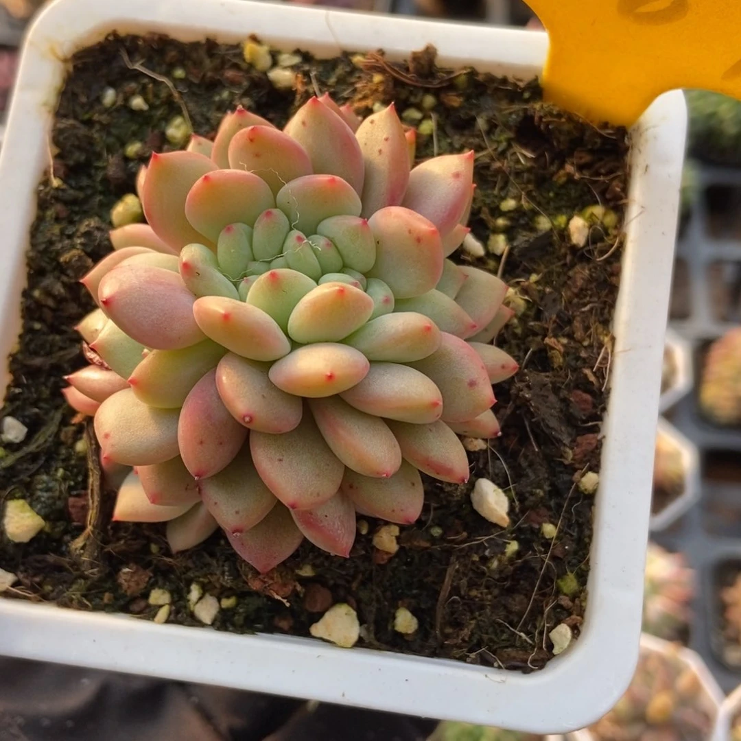 1089爱丽儿缀多肉植物