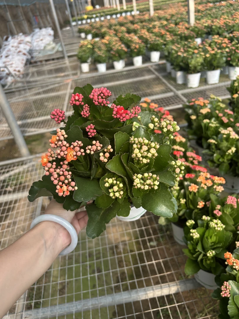 重瓣长寿花盆栽带花苞室内阳台花卉绿植四季开花好养植物