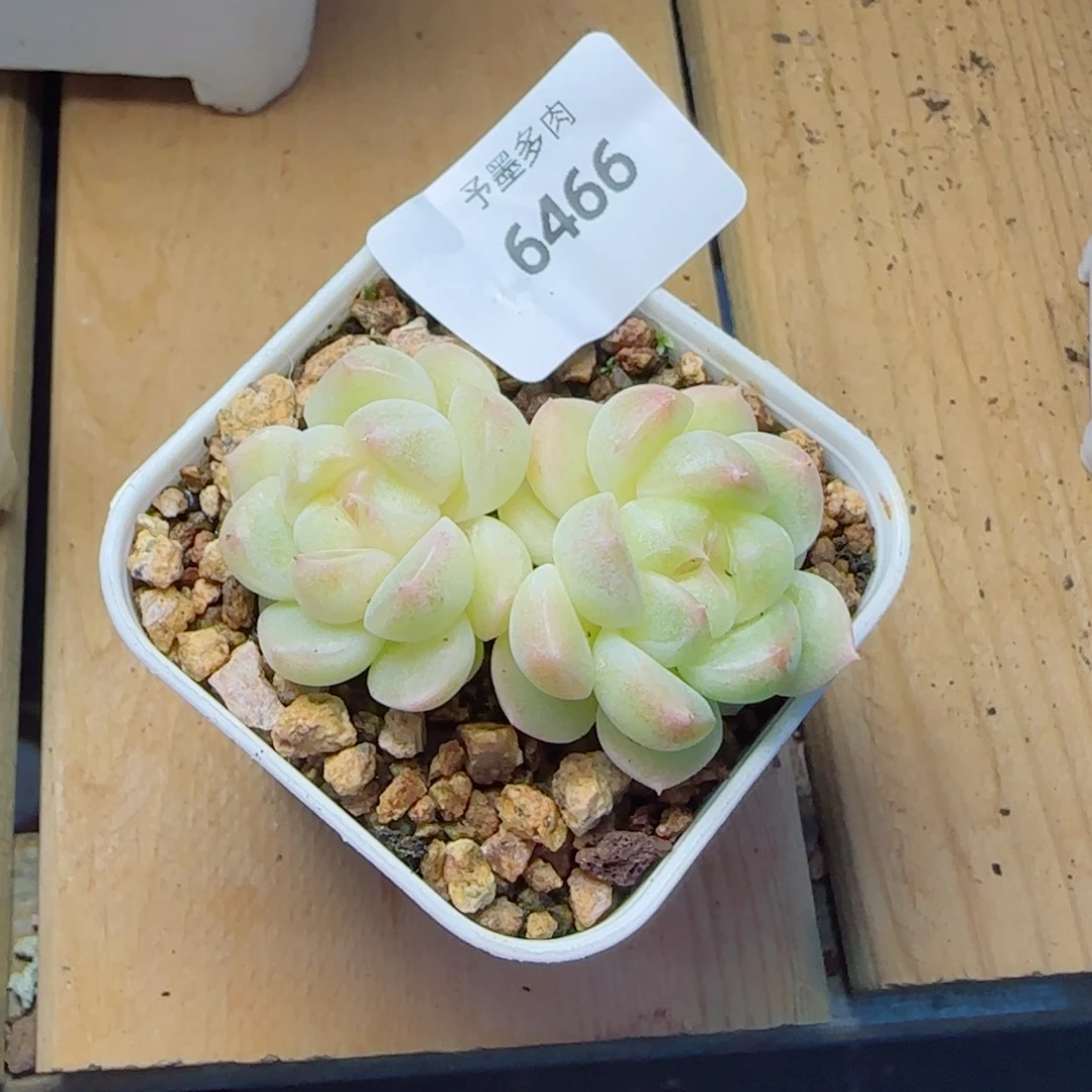 财富密码c5 ，6466多肉植物