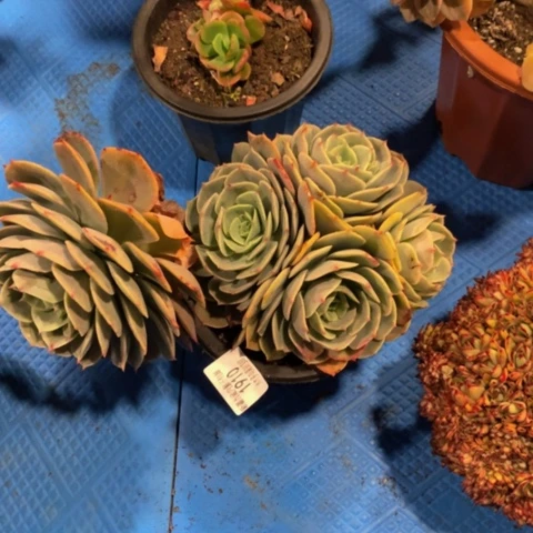 夏****41910白雪公主多肉