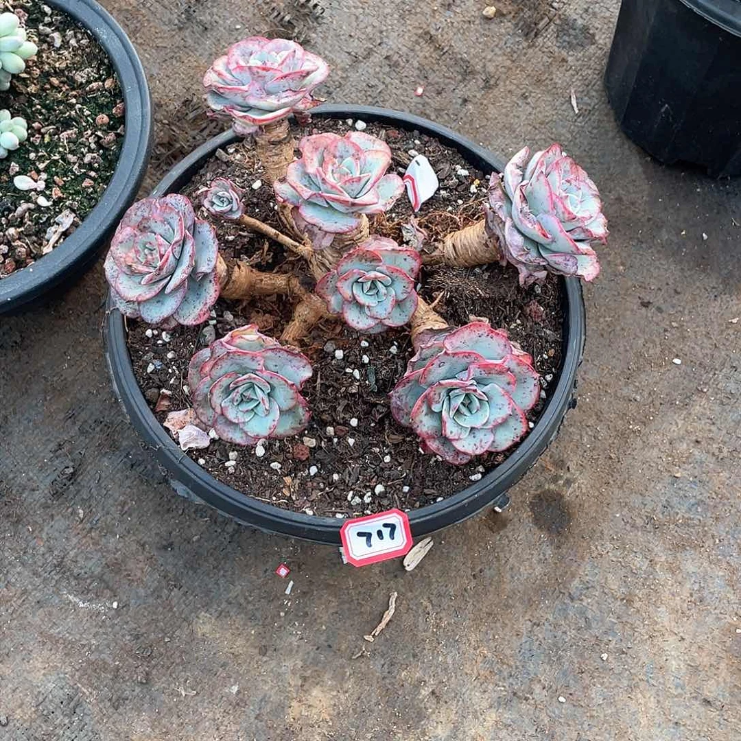 717黄桃 一物一拍多肉