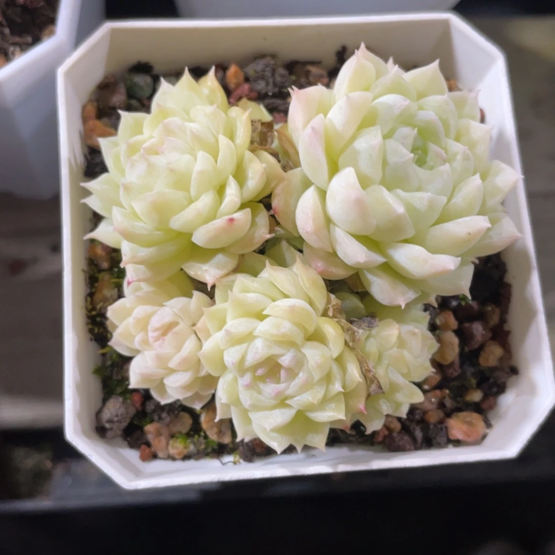 优选麦杆福利1860