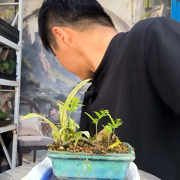 j***郑中青园艺一物一拍5
