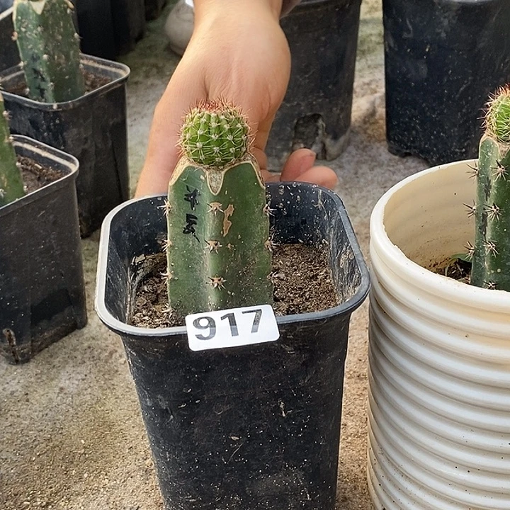 小***猪917袖铺主嫁接半夏