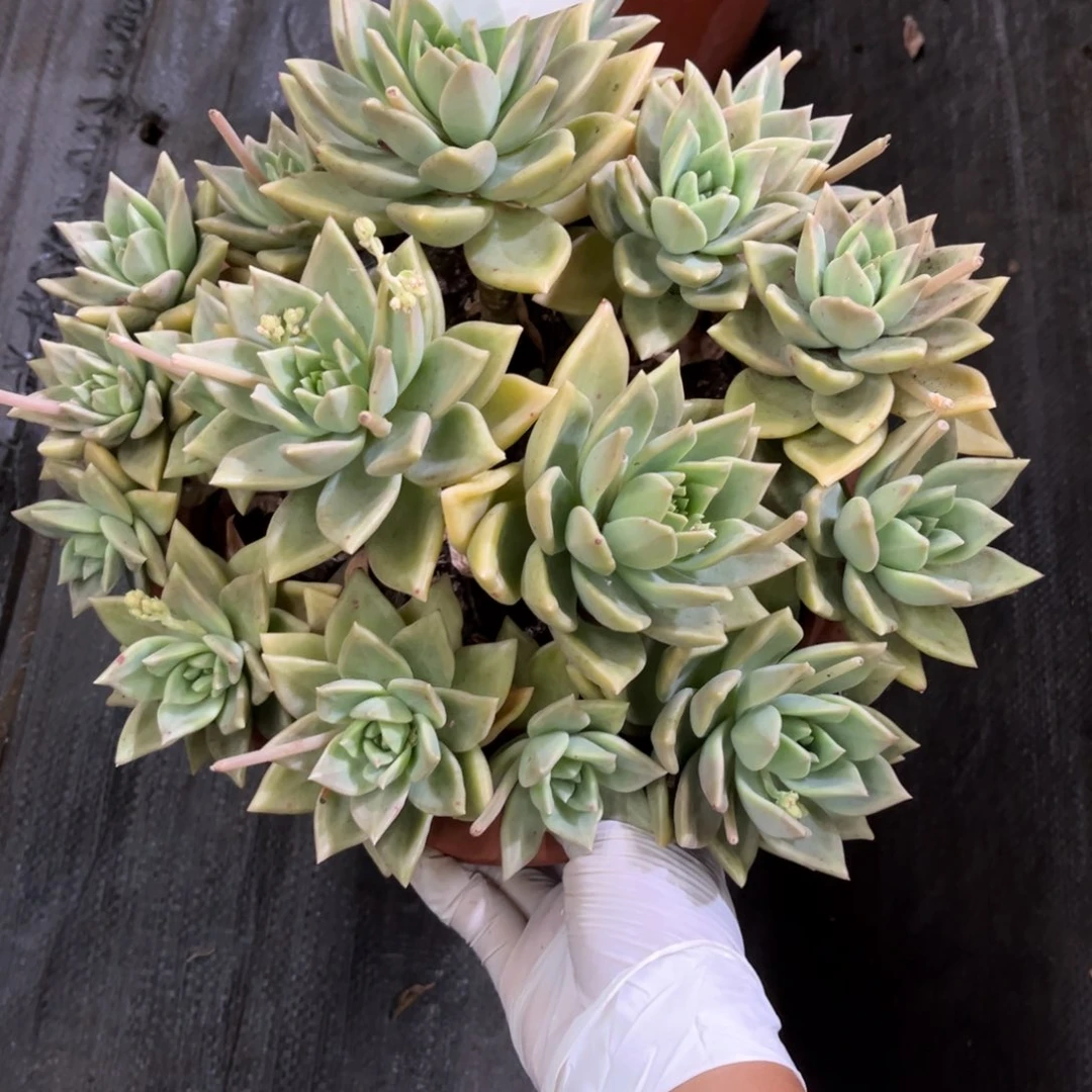 上**水15305黄金表丽娜多肉植物