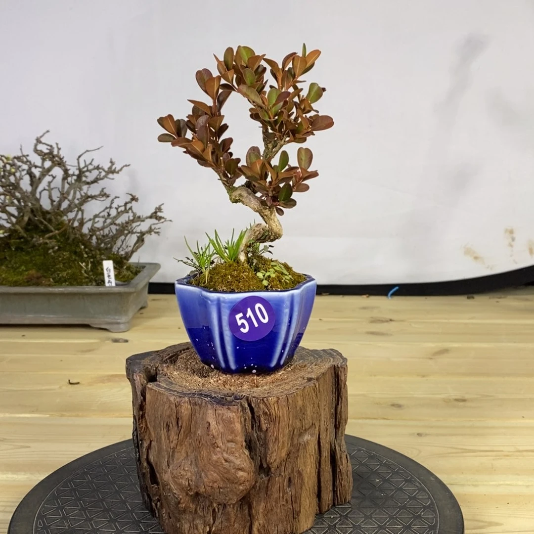 红陶一**缘红红火火过大年510