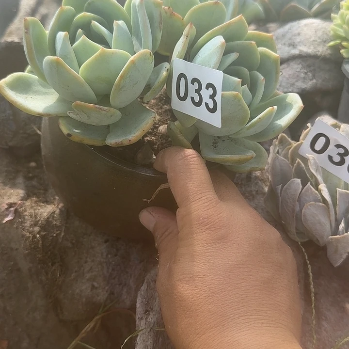 L****033凤橙123456789