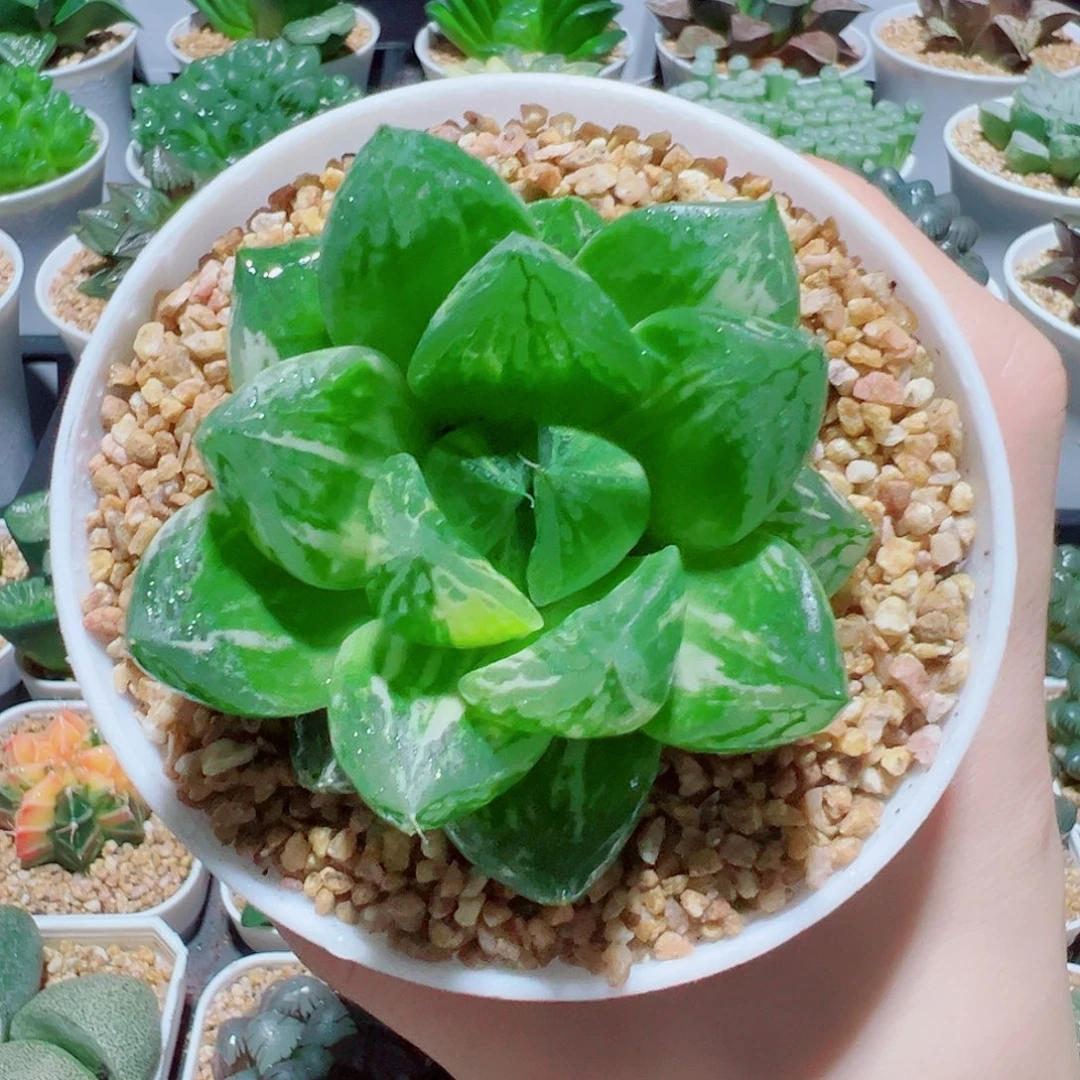 宝草玉露锦，9.9，666福利