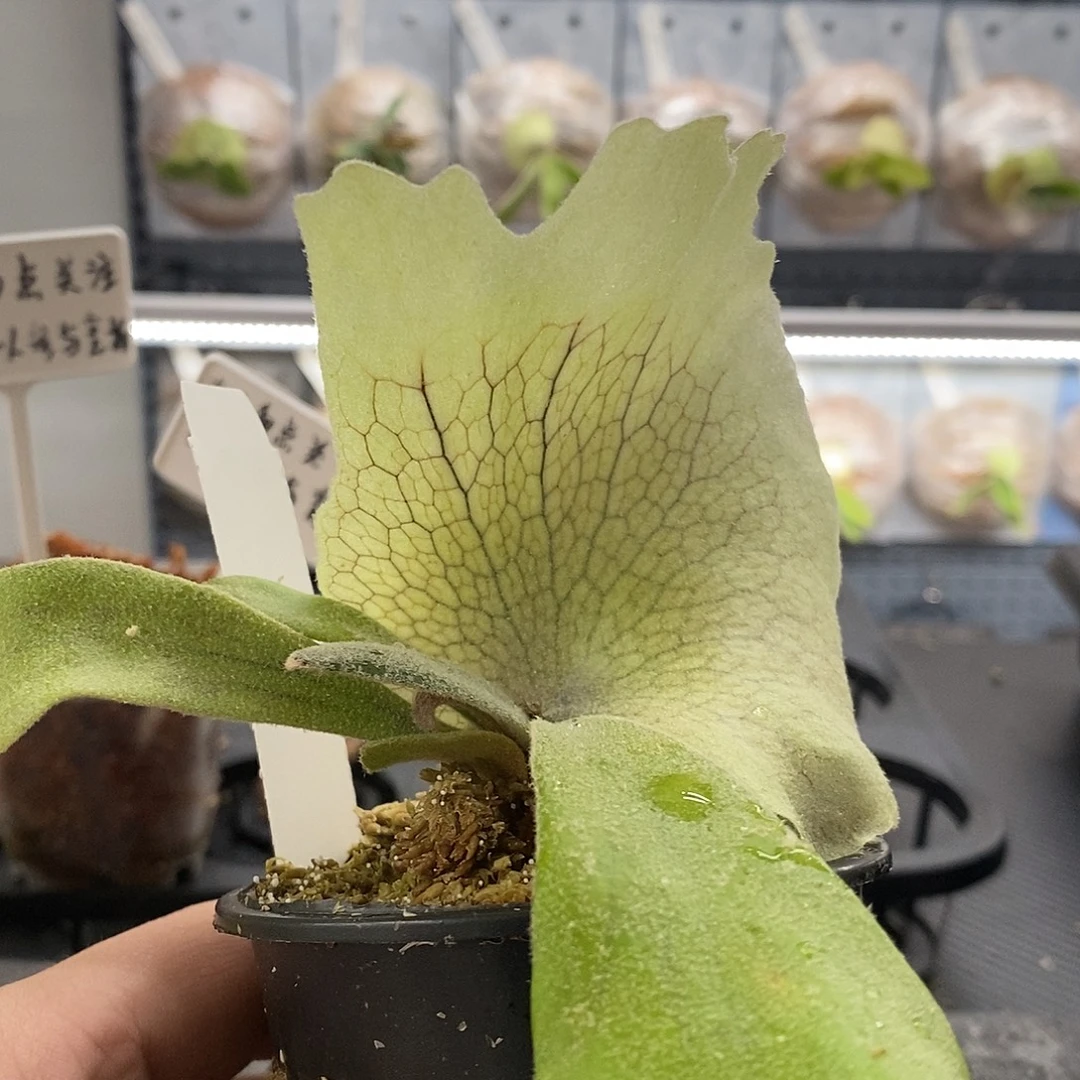 无花朵小皇冠鹿角蕨