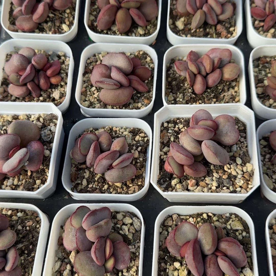 白肌红蛋量拍链接