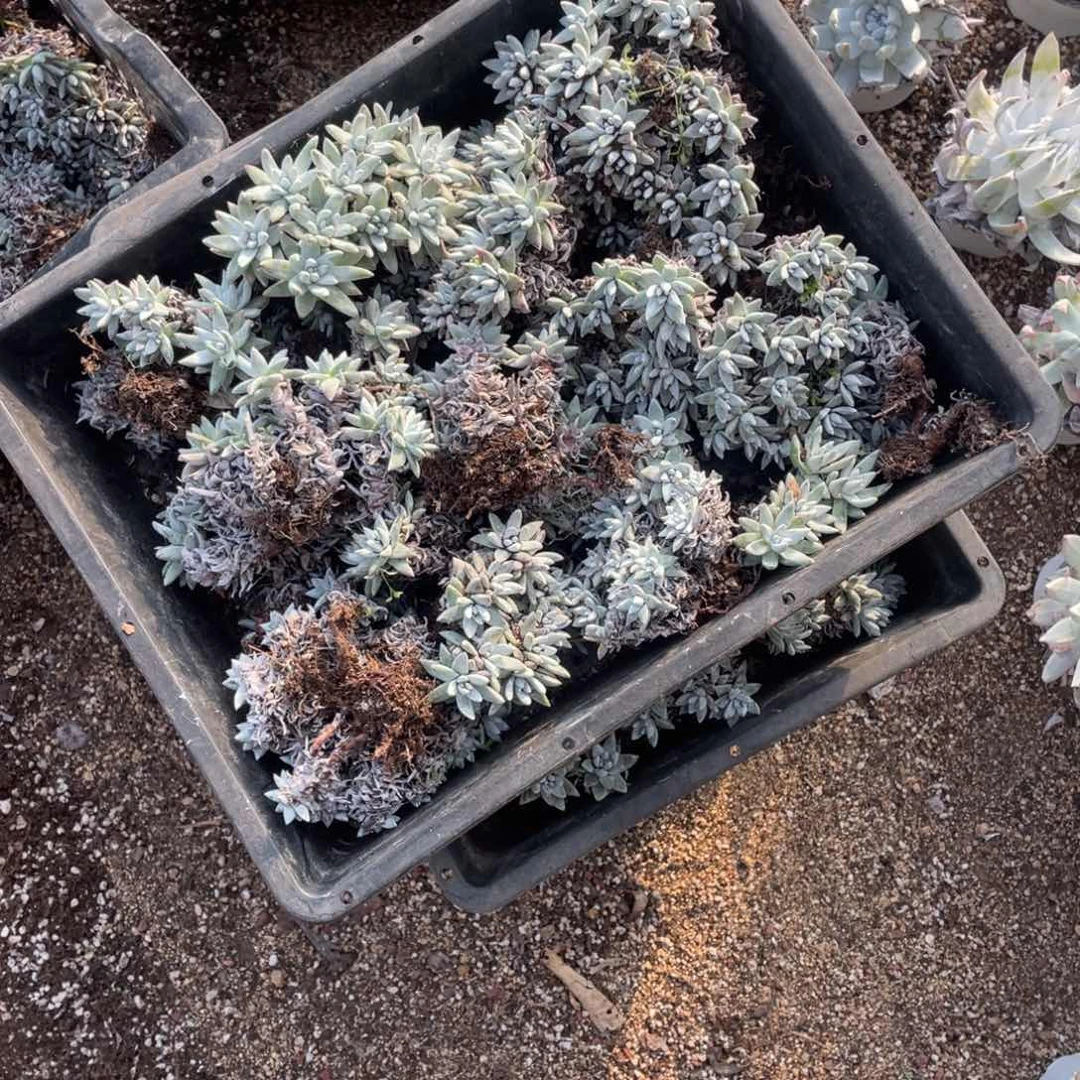 白菊一筐不包整砍头