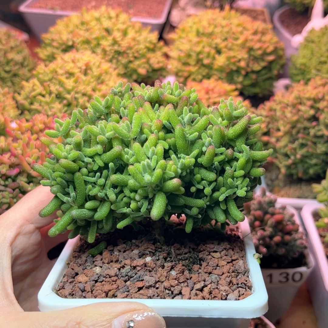 138蜜桔可爱多肉植物