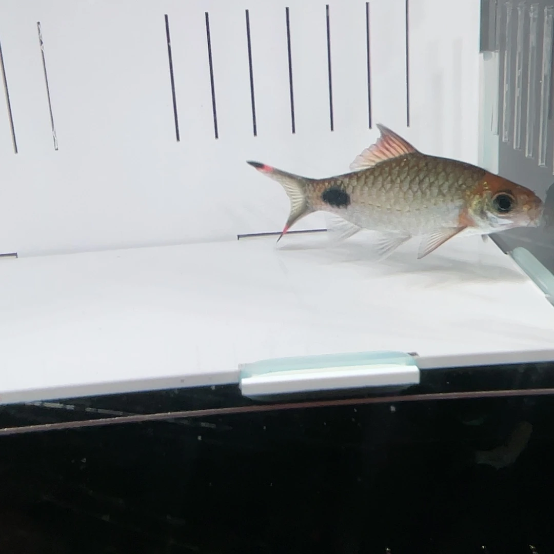 海水鱼红鳍蓝7-8cm公