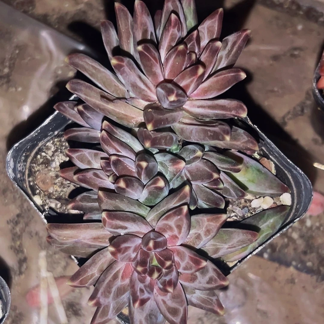 桔云多肉美人精品系列