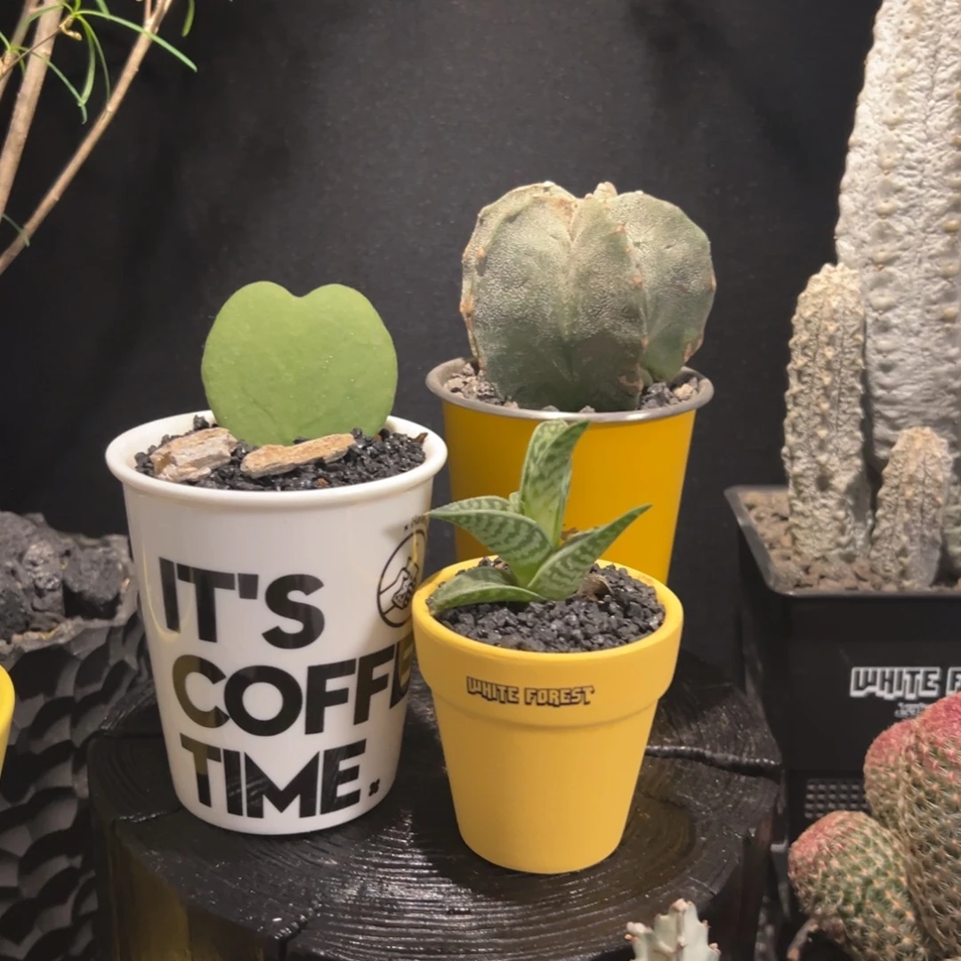 A22新年福利组合三盆