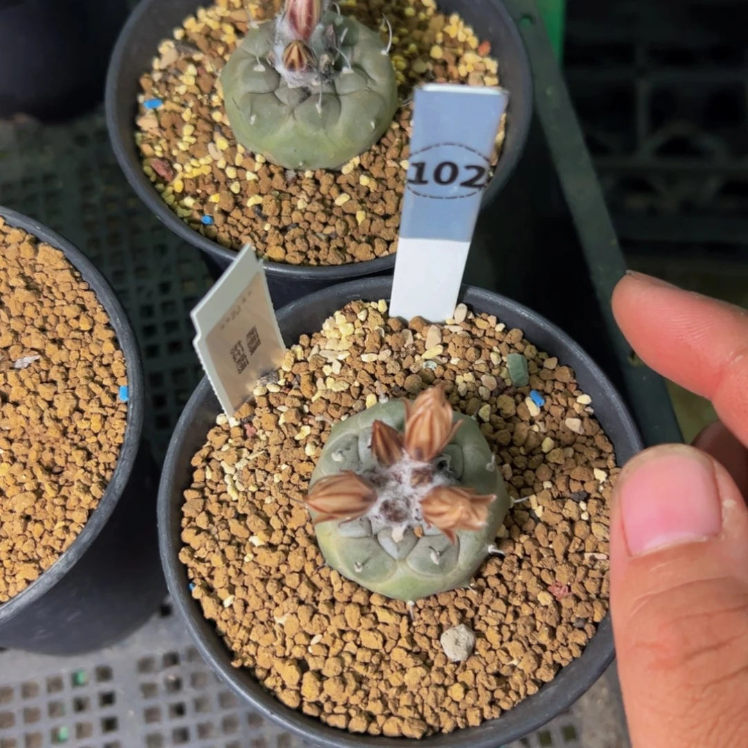 阿***敏冬云娇丽仙人球102