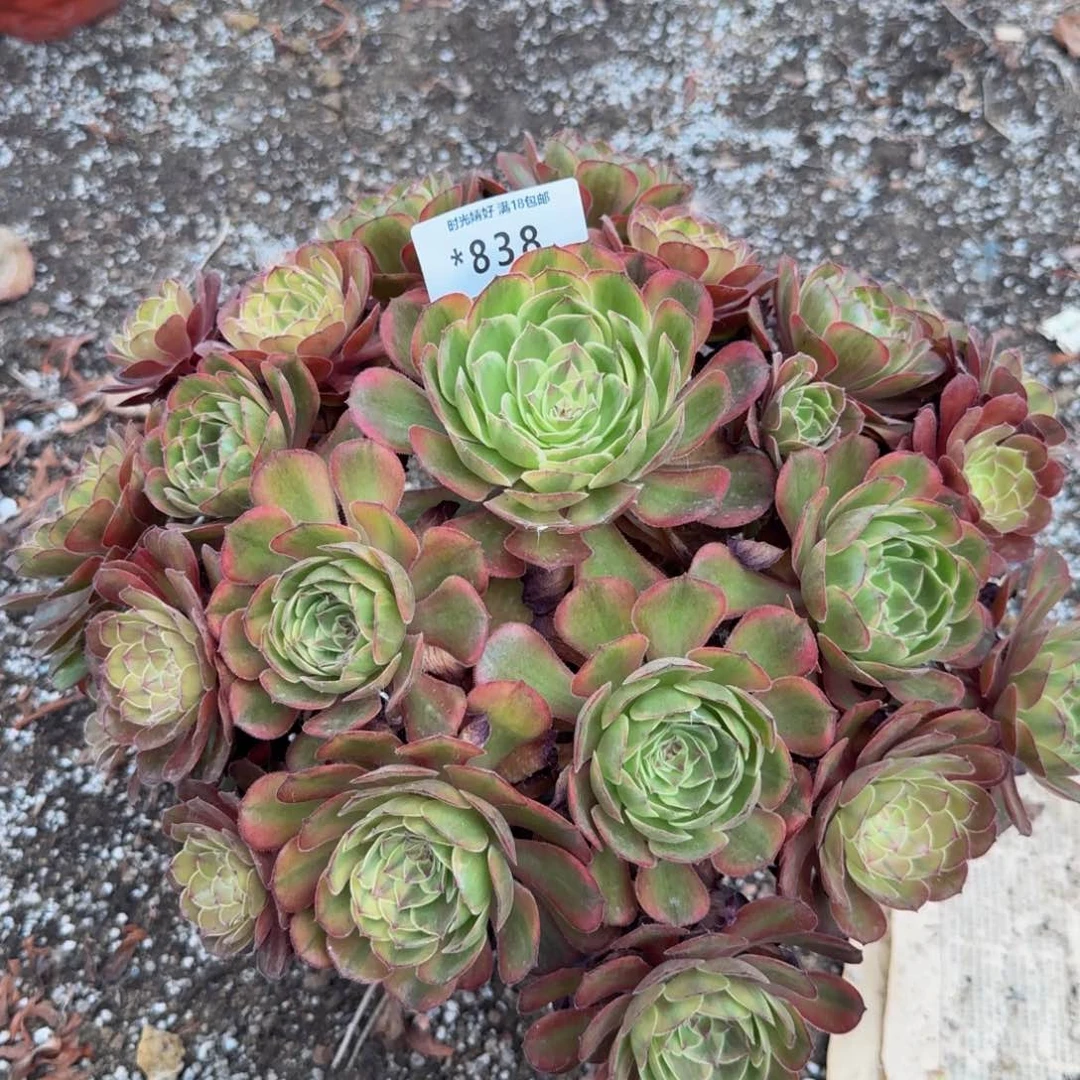 838桃花妖。多肉植物