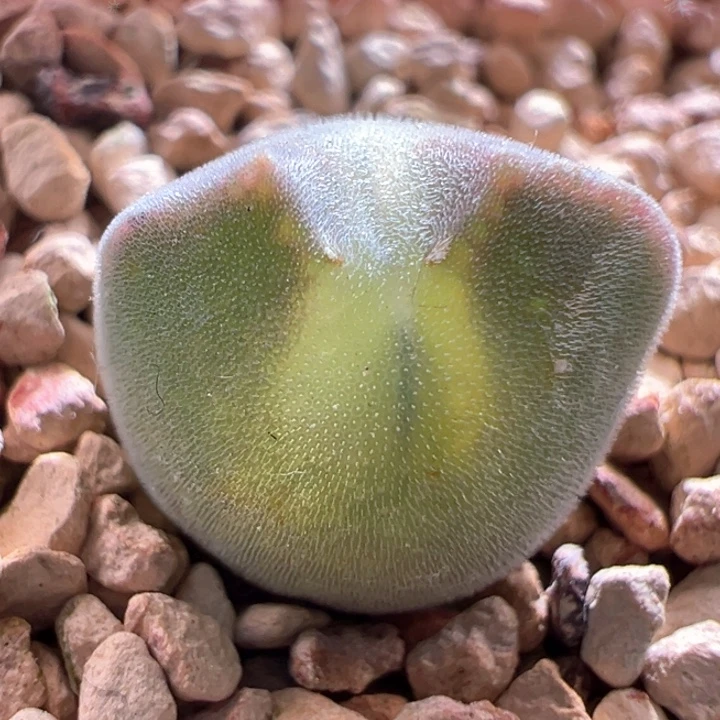 A210。青蛙种源优选两年大眼空蝉。  限定福利。