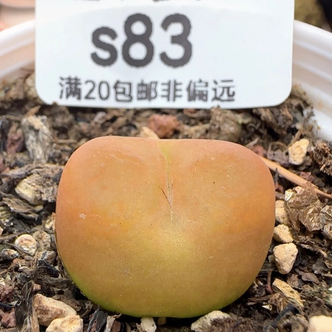 带盆土。
