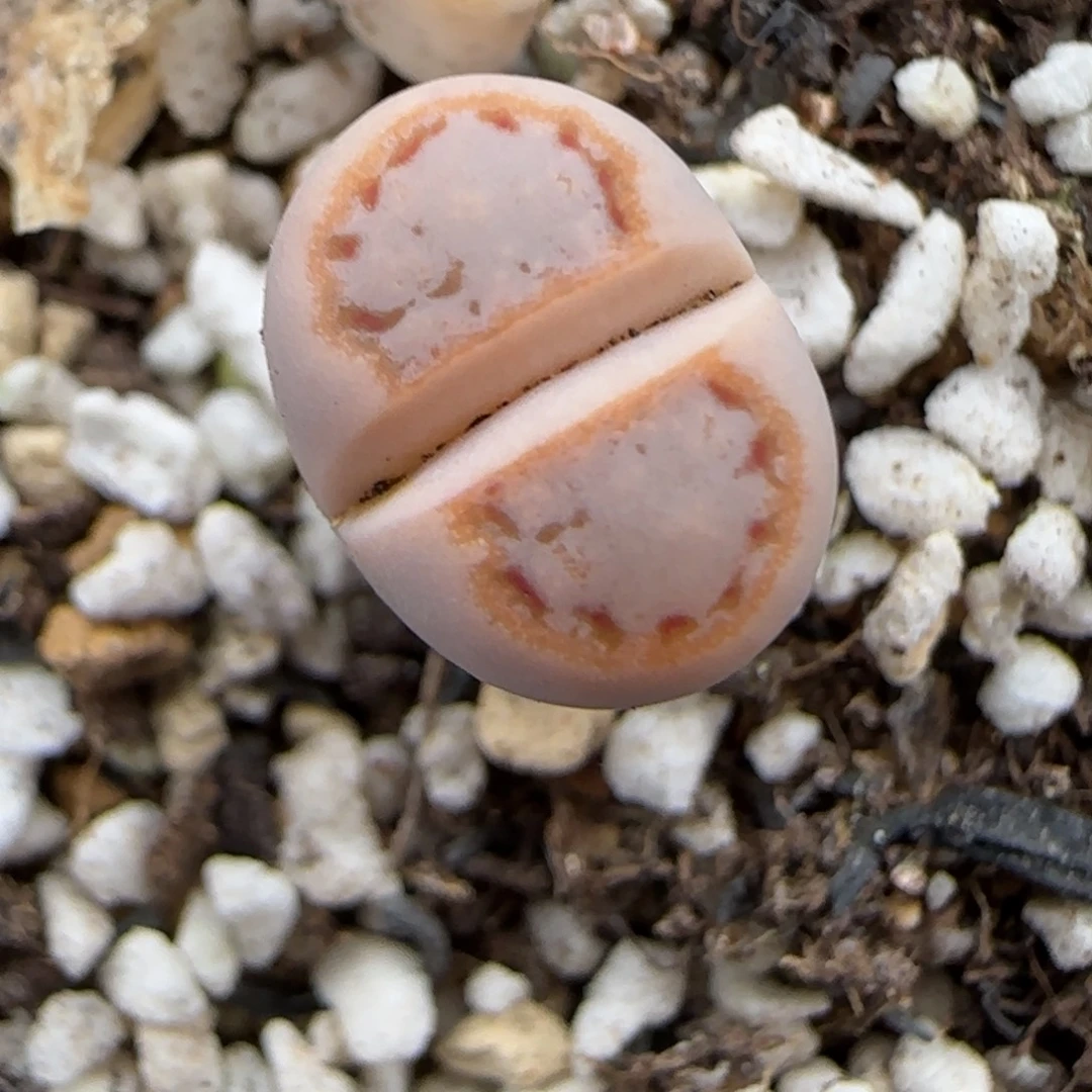 12.13.c216饼干.腿高9086清旧框