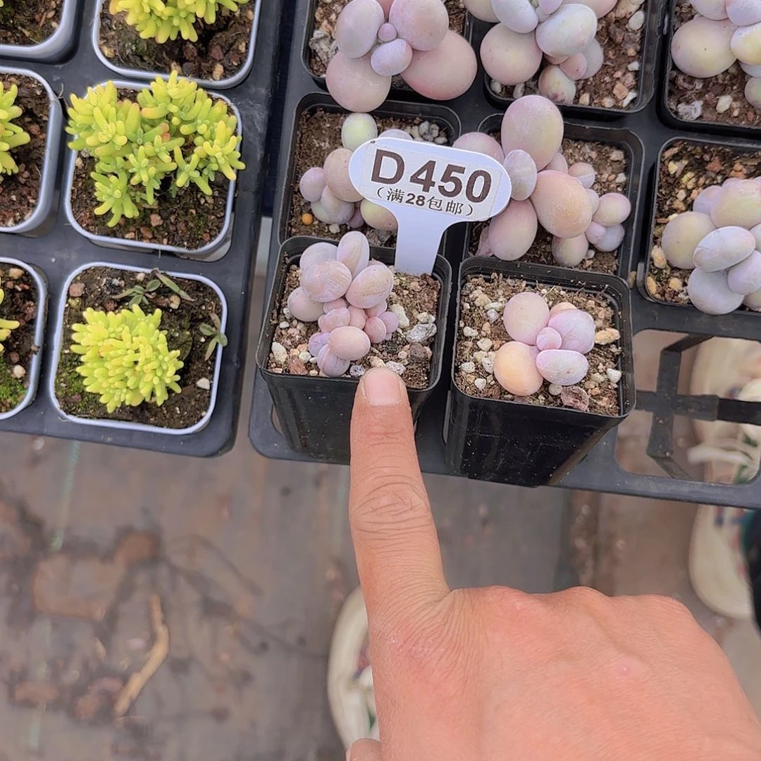 A****?D450水光针一物一拍