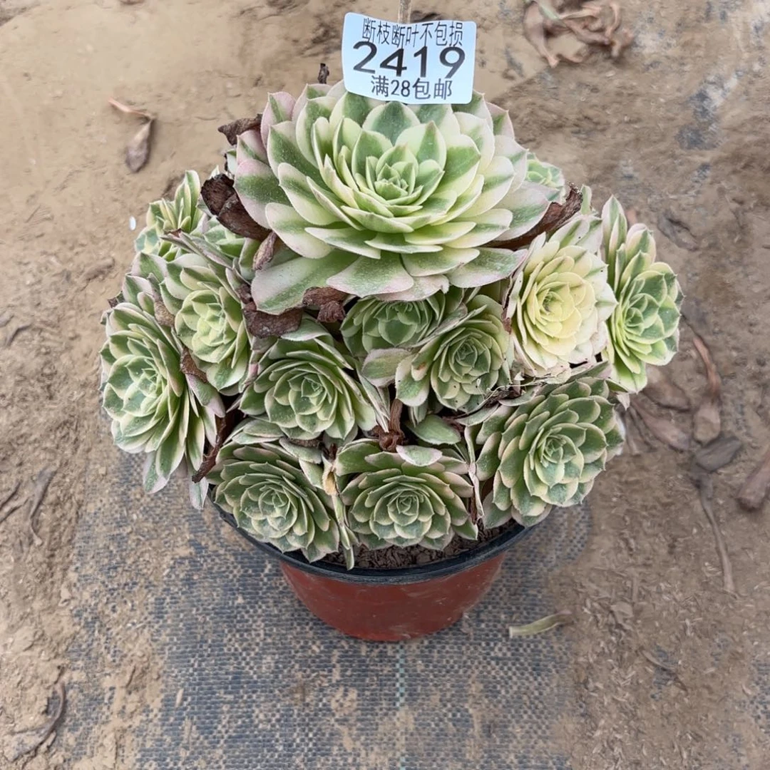 P. 2419海王多肉222