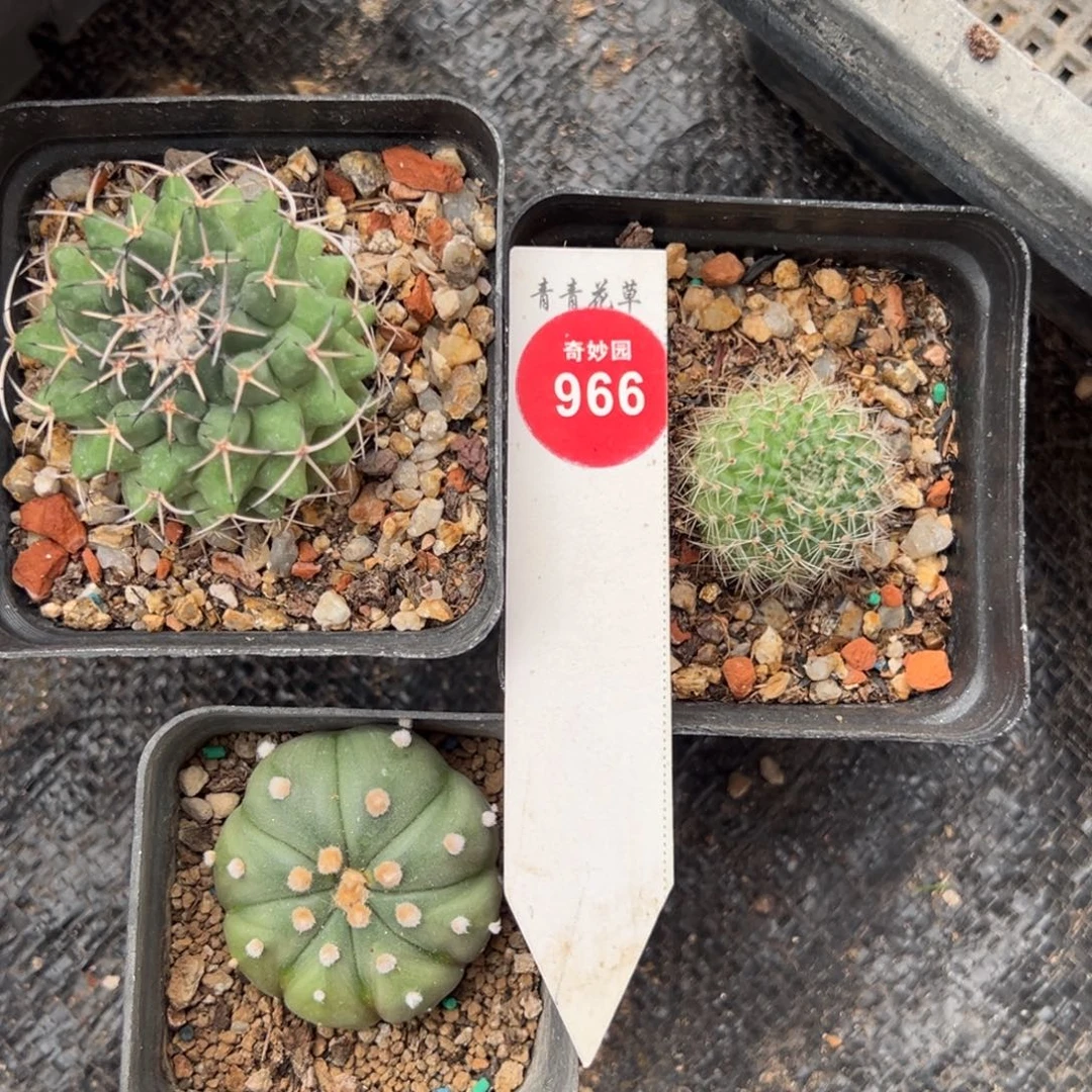 三棵混合球3698856