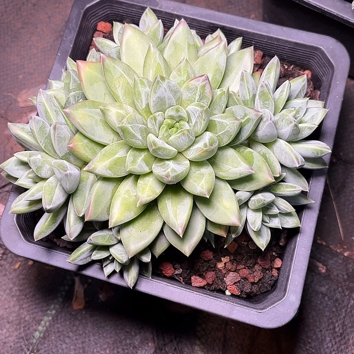 多肉植物一物一拍