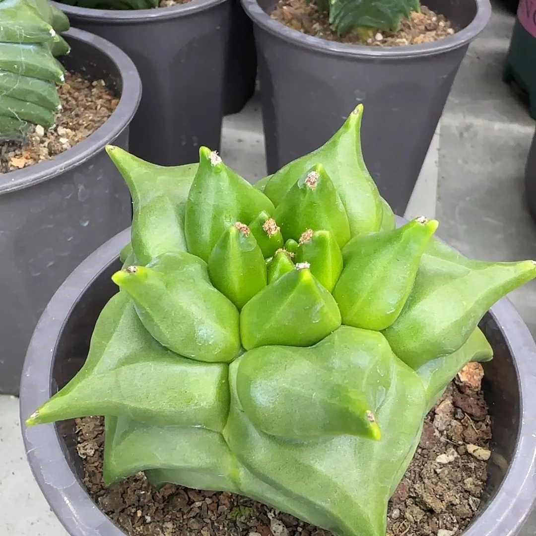 角角鸾凤玉实生003