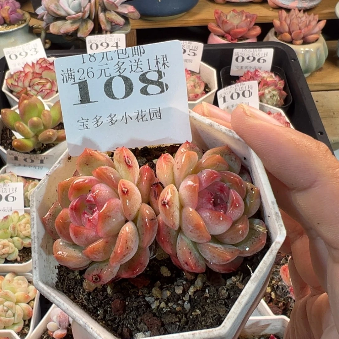 不知名糖心双头一物一拍多肉满18元包邮明天发货