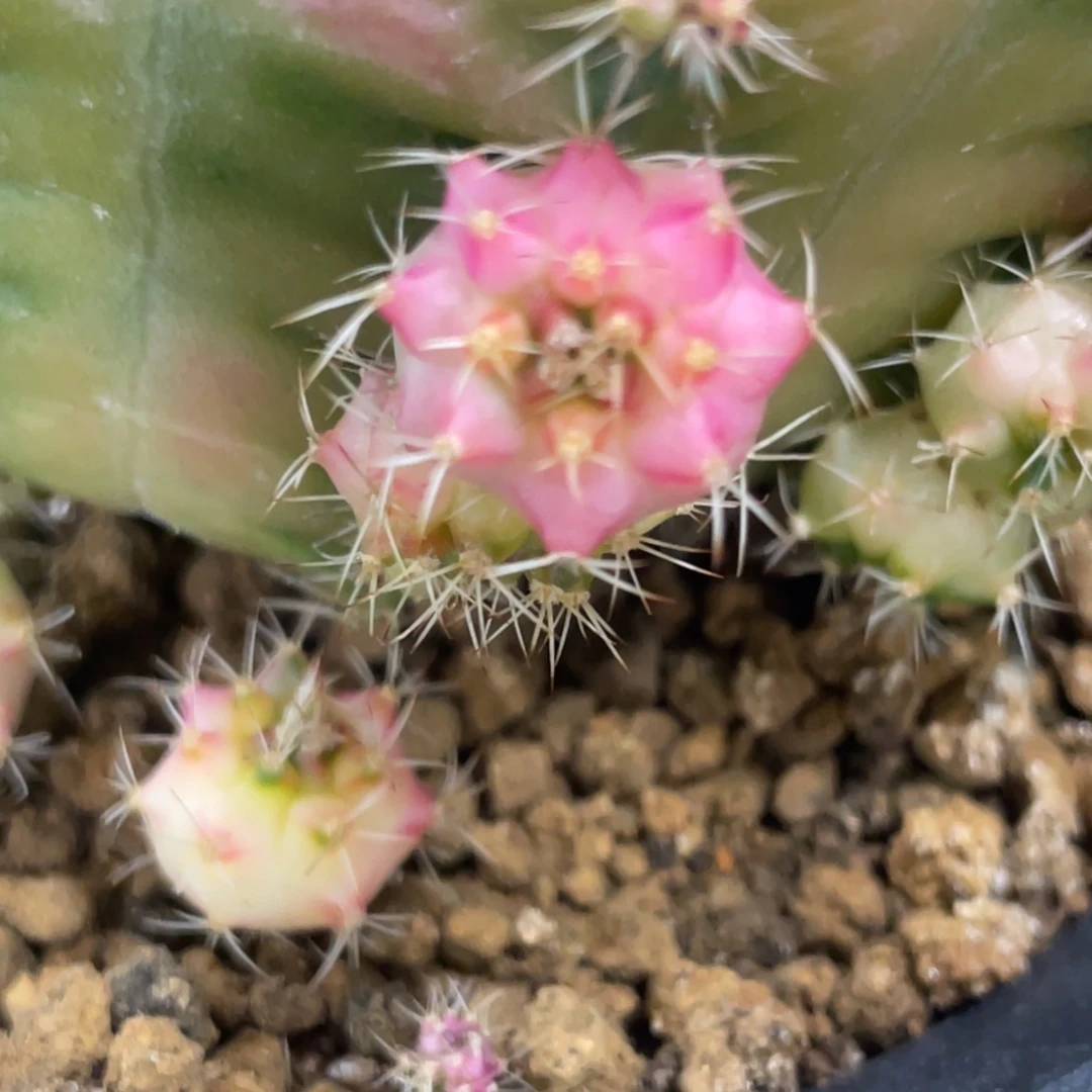 ****深当前无花朵，栽培后可花朵粉红豹