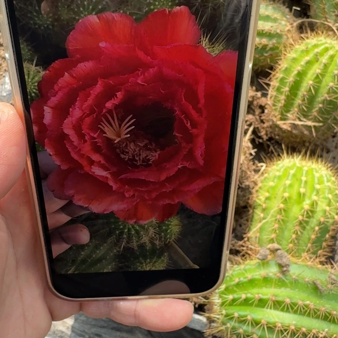 207到倾城根脱土发货高度8公分左右斑