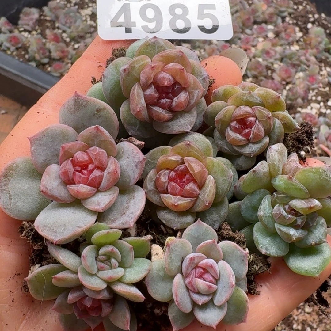 多肉植物多肉植物