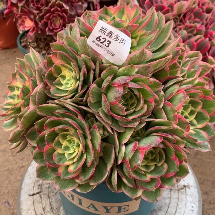 623海王多肉植物